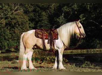 Tinker, Wałach, 10 lat, 150 cm