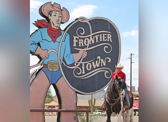 Tinker, Wałach, 10 lat, 152 cm, Srokata