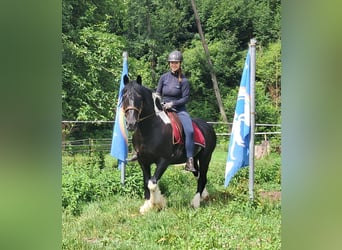 Tinker, Wałach, 10 lat, 155 cm, Srokata