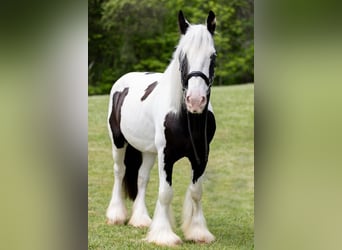 Tinker, Wałach, 10 lat, 157 cm