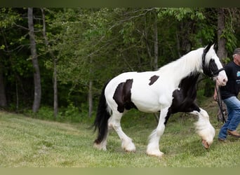 Tinker, Wałach, 10 lat, 157 cm