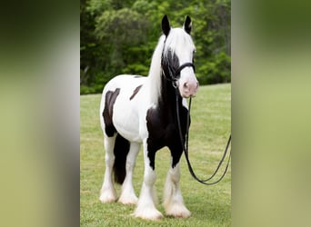 Tinker, Wałach, 10 lat, 157 cm