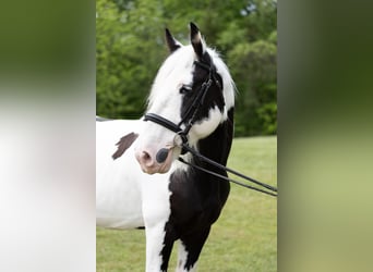 Tinker, Wałach, 10 lat, 157 cm