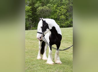 Tinker, Wałach, 10 lat, 157 cm