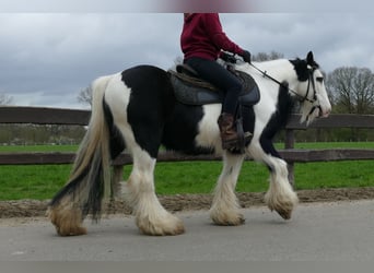 Tinker, Wałach, 11 lat, 134 cm, Srokata