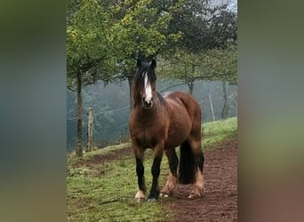 Tinker, Wałach, 11 lat, 135 cm, Gniada