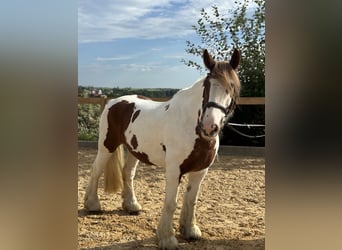 Tinker, Wałach, 11 lat, 155 cm, Srokata