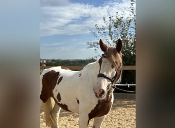 Tinker, Wałach, 11 lat, 155 cm, Srokata