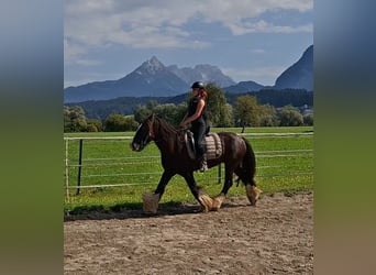 Tinker, Wałach, 12 lat, 150 cm, Sabino