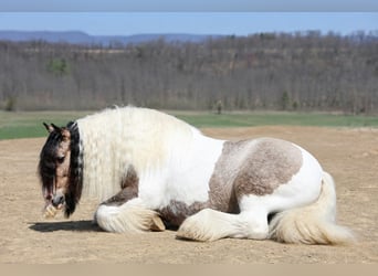 Tinker, Wałach, 13 lat, 142 cm, Srokata
