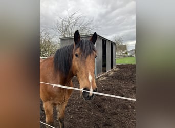 Tinker Mix, Wałach, 13 lat, 163 cm, Gniada