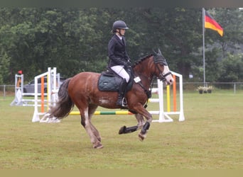 Tinker, Wałach, 14 lat, 140 cm, Gniada