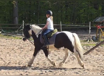 Tinker, Wałach, 14 lat, 145 cm, Srokata