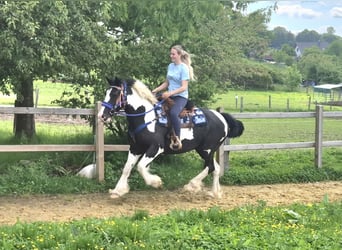 Tinker Mix, Wałach, 14 lat, 156 cm, Srokata