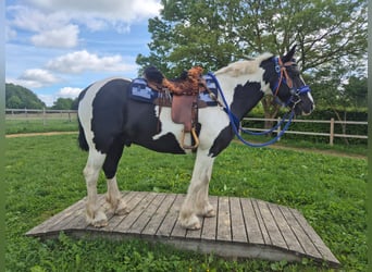 Tinker Mix, Wałach, 14 lat, 156 cm, Srokata