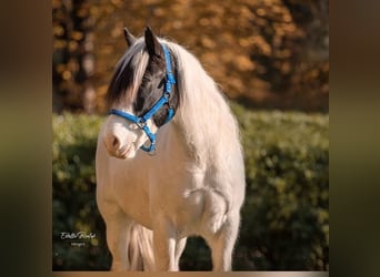 Tinker, Wałach, 14 lat, 160 cm, Biała