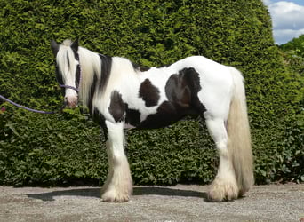 Tinker, Wałach, 15 lat, 137 cm, Srokata