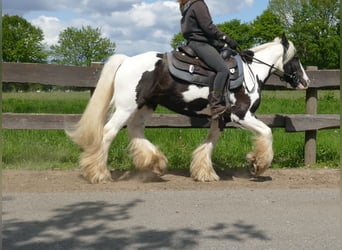 Tinker, Wałach, 15 lat, 137 cm, Srokata