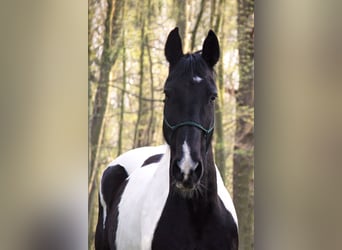 Tinker Mix, Wałach, 15 lat, 160 cm, Tobiano wszelkich maści