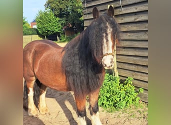 Tinker, Wałach, 16 lat, 144 cm, Gniada