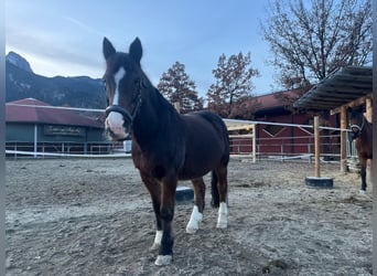 Tinker Mix, Wałach, 19 lat, 139 cm, Ciemnogniada