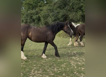 Tinker, Wałach, 2 lat, 150 cm, Srokata