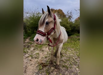 Tinker, Wałach, 2 lat, 150 cm, Srokata