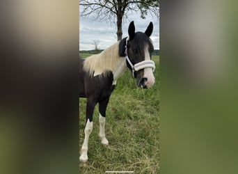 Tinker Mix, Wałach, 2 lat, 150 cm, Srokata