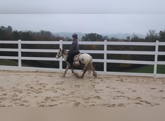 Tinker, Wałach, 3 lat, 125 cm, Srokata