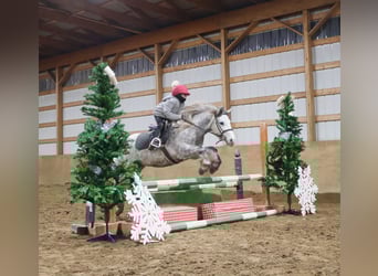 Tinker, Wałach, 3 lat, 127 cm, Siwa