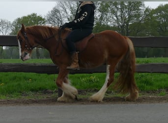 Tinker, Wałach, 3 lat, 135 cm, Kasztanowata