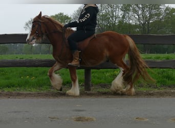 Tinker, Wałach, 3 lat, 135 cm, Kasztanowata