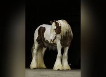 Tinker, Wałach, 3 lat, 142 cm, Tobiano wszelkich maści