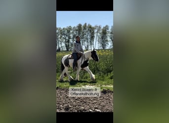 Tinker, Wałach, 3 lat, 145 cm, Srokata