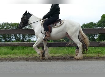 Tinker, Wałach, 3 lat, 151 cm, Srokata