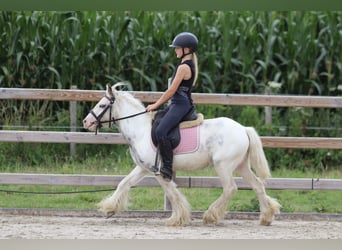 Tinker, Wałach, 4 lat, 114 cm, Srokata