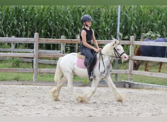 Tinker, Wałach, 4 lat, 114 cm, Srokata
