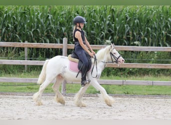 Tinker, Wałach, 4 lat, 114 cm, Srokata