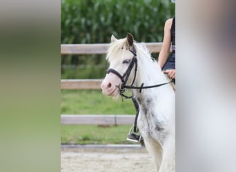 Tinker, Wałach, 4 lat, 114 cm, Srokata