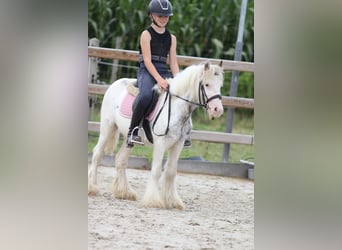 Tinker, Wałach, 4 lat, 114 cm, Srokata
