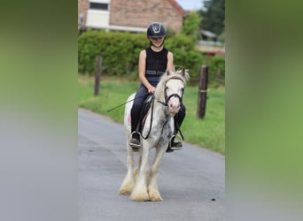 Tinker, Wałach, 4 lat, 114 cm, Srokata
