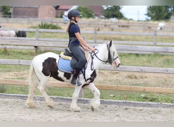 Tinker, Wałach, 4 lat, 122 cm, Srokata