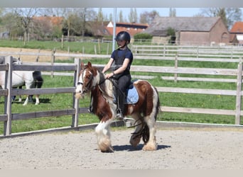 Tinker, Wałach, 4 lat, 124 cm, Srokata