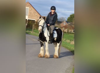 Tinker, Wałach, 4 lat, 127 cm, Srokata