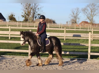 Tinker, Wałach, 4 lat, 128 cm, Dunalino