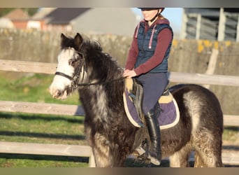 Tinker, Wałach, 4 lat, 128 cm, Dunalino