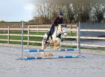 Tinker, Wałach, 4 lat, 132 cm, Srokata