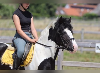 Tinker, Wałach, 4 lat, 133 cm, Srokata