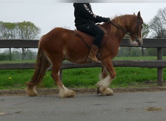 Tinker, Wałach, 4 lat, 135 cm, Kasztanowata