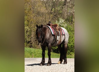 Tinker Mix, Wałach, 4 lat, 137 cm, Karodereszowata